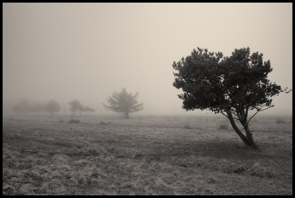 Lonely tree