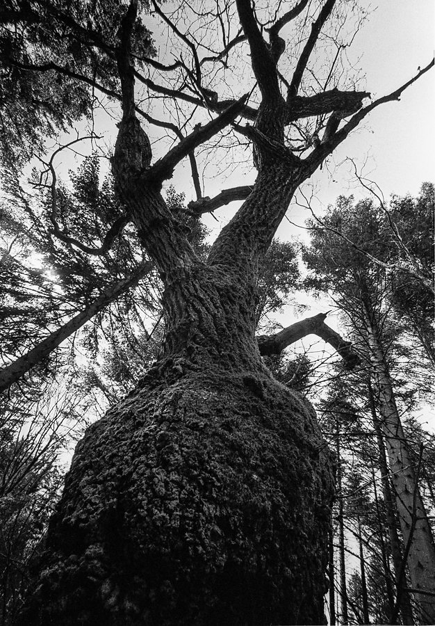 Details of Tree, Svinkløv