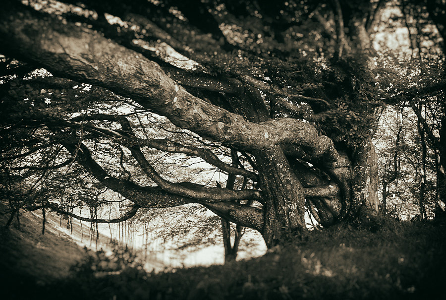 Crooked tree Pajhede