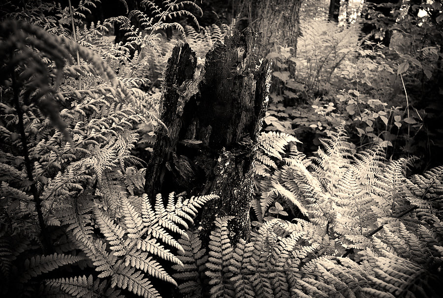 Ferns