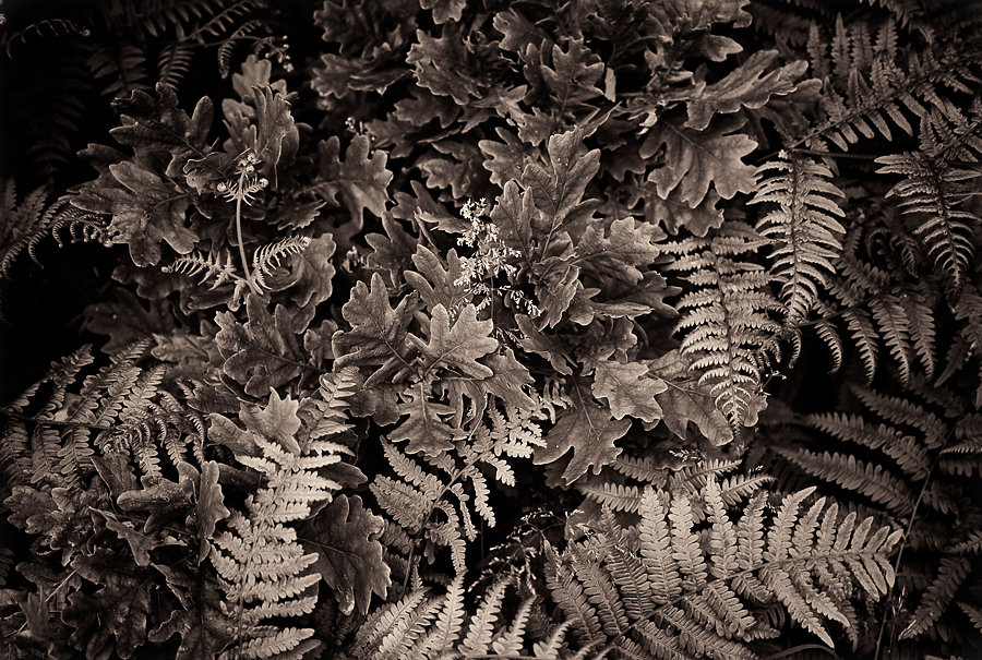 Oak and ferns